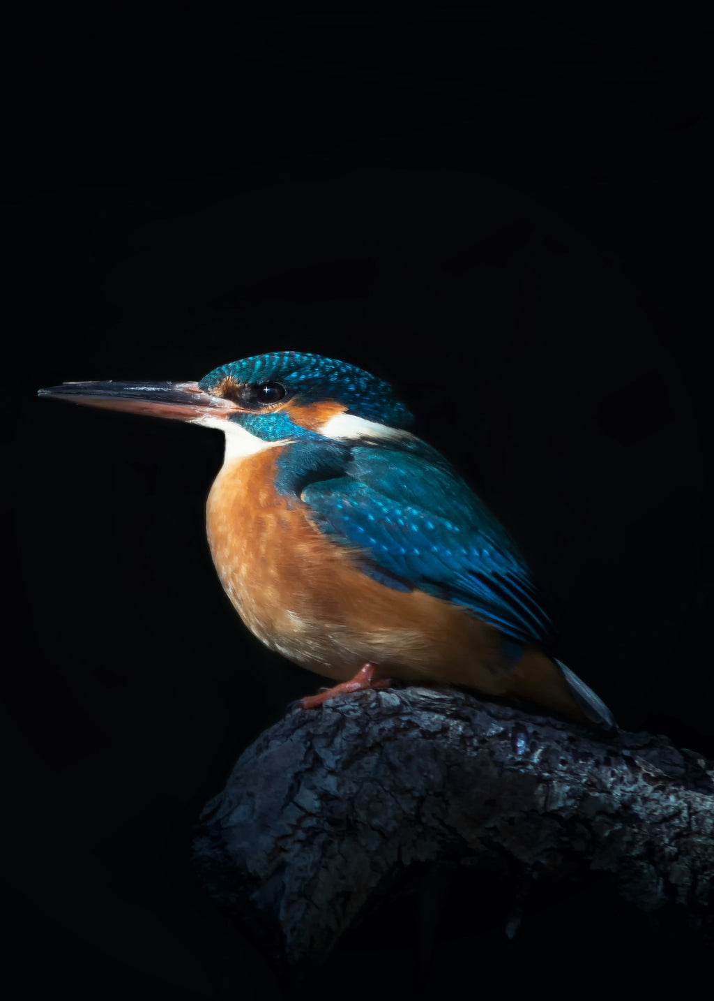 Kingfisher Bike Stand